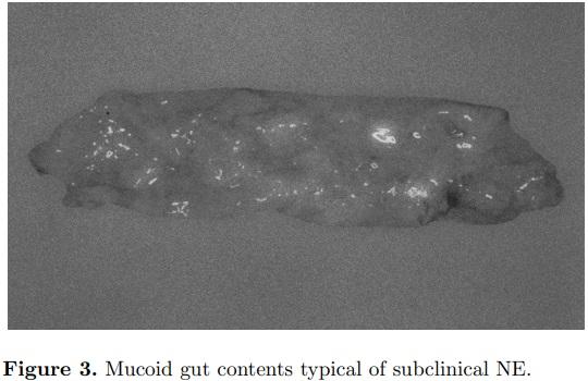 An optimist’s view on limiting necrotic enteritis and maintaining broiler gut health and performance in today’s marketing, food safety, and regulatory climate - Image 3