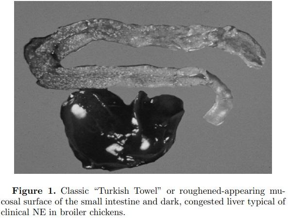 An optimist’s view on limiting necrotic enteritis and maintaining broiler gut health and performance in today’s marketing, food safety, and regulatory climate - Image 1