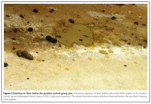 An evaluation of contaminated complete feed as a vehicle for porcine epidemic diarrhea virus infection of naïve pigs following consumption via natural feeding behavior: proof of concept - Image 5
