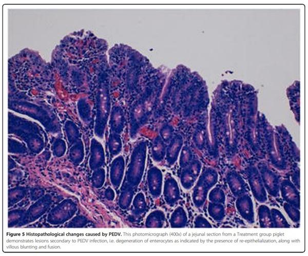 An evaluation of contaminated complete feed as a vehicle for porcine epidemic diarrhea virus infection of naïve pigs following consumption via natural feeding behavior: proof of concept - Image 7