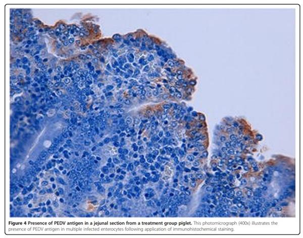 An evaluation of contaminated complete feed as a vehicle for porcine epidemic diarrhea virus infection of naïve pigs following consumption via natural feeding behavior: proof of concept - Image 6