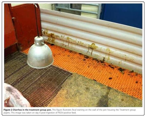 An evaluation of contaminated complete feed as a vehicle for porcine epidemic diarrhea virus infection of naïve pigs following consumption via natural feeding behavior: proof of concept - Image 4