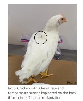 Technology to monitor poultry welfare: wearables and implantables - Image 1