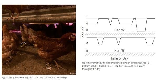 Technology to monitor poultry welfare: wearables and implantables - Image 1