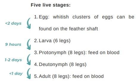 Poultry parasites: Northern fowl mites - Image 3