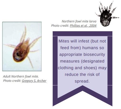 Poultry parasites: Northern fowl mites - Image 2