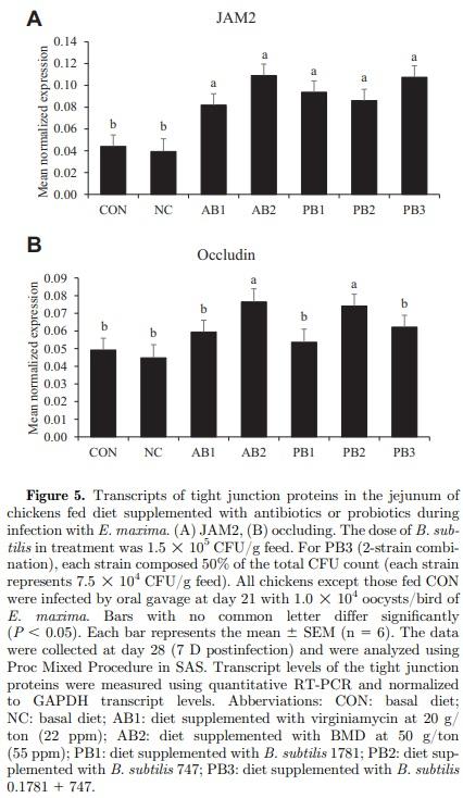 The effects of dietary Bacillus subtilis supplementation, as an alternative to antibiotics, on growth performance, intestinal immunity, and epithelial barrier integrity in broiler chickens infected with Eimeria maxima - Image 7