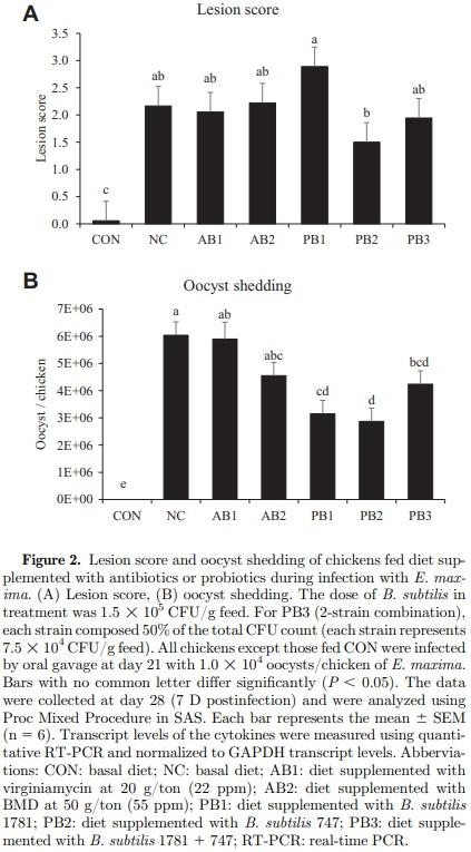 The effects of dietary Bacillus subtilis supplementation, as an alternative to antibiotics, on growth performance, intestinal immunity, and epithelial barrier integrity in broiler chickens infected with Eimeria maxima - Image 4