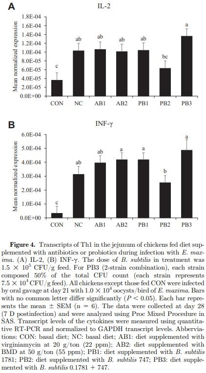 The effects of dietary Bacillus subtilis supplementation, as an alternative to antibiotics, on growth performance, intestinal immunity, and epithelial barrier integrity in broiler chickens infected with Eimeria maxima - Image 6