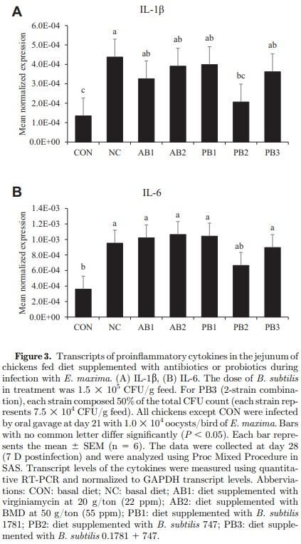 The effects of dietary Bacillus subtilis supplementation, as an alternative to antibiotics, on growth performance, intestinal immunity, and epithelial barrier integrity in broiler chickens infected with Eimeria maxima - Image 5