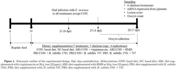 The effects of dietary Bacillus subtilis supplementation, as an alternative to antibiotics, on growth performance, intestinal immunity, and epithelial barrier integrity in broiler chickens infected with Eimeria maxima - Image 1