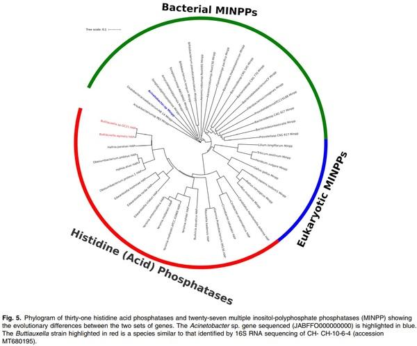 Improved sensitivity, accuracy and prediction provided by a high-performance liquid chromatography screen for the isolation of phytase-harbouring organisms from environmental samples - Image 2