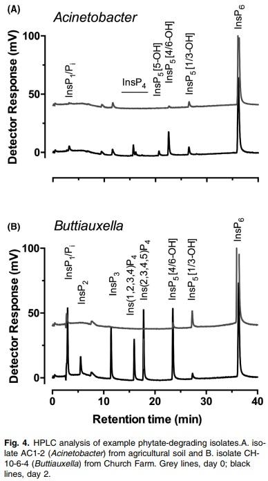 Improved sensitivity, accuracy and prediction provided by a high-performance liquid chromatography screen for the isolation of phytase-harbouring organisms from environmental samples - Image 1