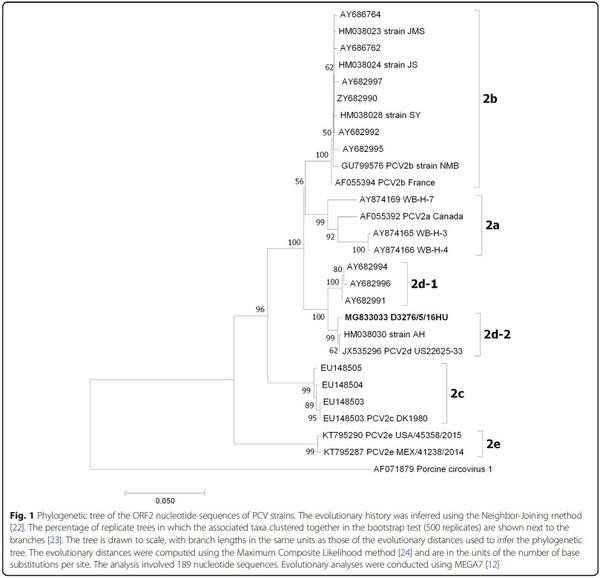Characterization of a PCV2d-2 isolate by experimental infection of pigs - Image 1