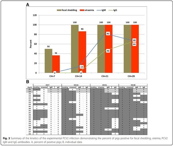 Characterization of a PCV2d-2 isolate by experimental infection of pigs - Image 3
