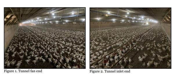 Uneven Bird Distribution Can Prove Costly - Image 1