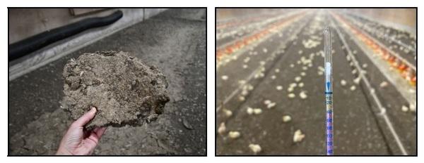 Ammonia Control During Brooding Begins When Previous Flock Ends - Image 1