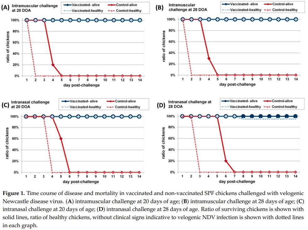Efficacy of a Turkey Herpesvirus Vectored Newcastle Disease Vaccine against Genotype VII.1.1 Virus: Challenge Route Affects Shedding Pattern - Image 5