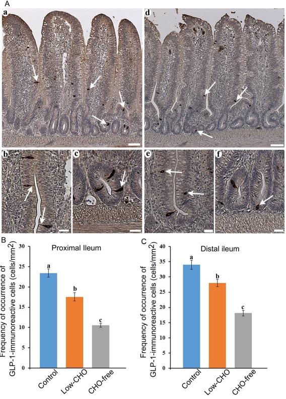 Dietary carbohydrate modifies the density of L cells in the chicken ileum - Image 1