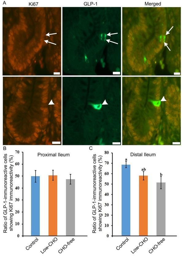 Dietary carbohydrate modifies the density of L cells in the chicken ileum - Image 6