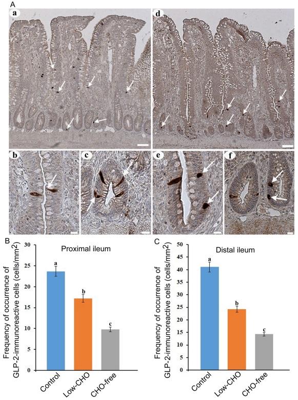 Dietary carbohydrate modifies the density of L cells in the chicken ileum - Image 2