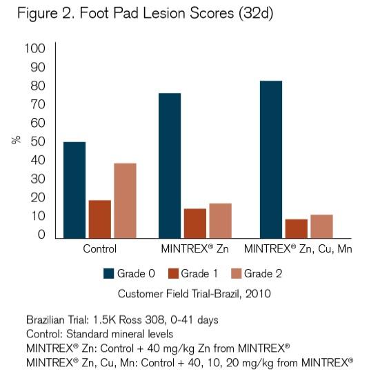 The Path to Stronger Footpads - Image 2