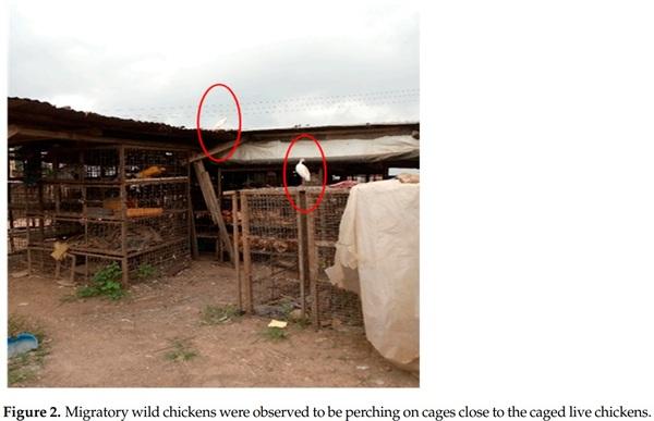 Multi-Drug Resistant Escherichia coli, Biosecurity and Anti-Microbial Use in Live Bird Markets, Abeokuta, Nigeria - Image 2