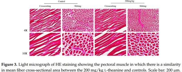 Influence of Graded Levels of L-Theanine Dietary Supplementation on Growth Performance, Carcass Traits, Meat Quality, Organs Histomorphometry, Blood Chemistry and Immune Response of Broiler Chickens - Image 8