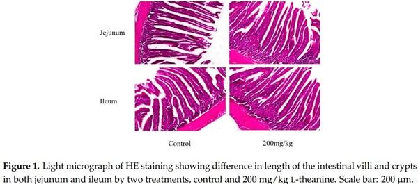 Influence of Graded Levels of L-Theanine Dietary Supplementation on Growth Performance, Carcass Traits, Meat Quality, Organs Histomorphometry, Blood Chemistry and Immune Response of Broiler Chickens - Image 5