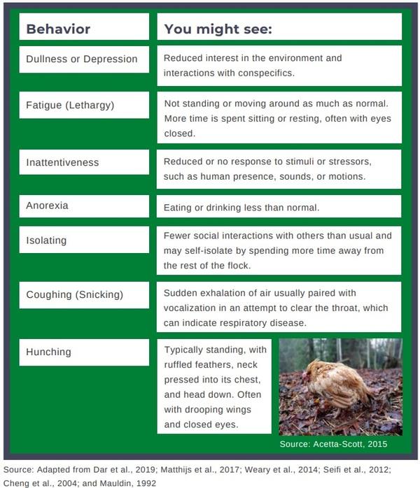 Sickness Behavior in Chickens - Image 3