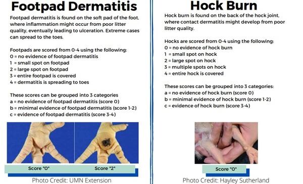 On-Farm Welfare Assessment: Broilers - Image 5