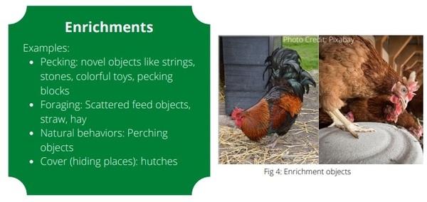 Welfare Aspects of Broiler Breeder Feeding Regimes - Image 8