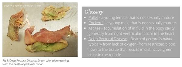 Welfare Aspects of Broiler Breeder Feeding Regimes - Image 4