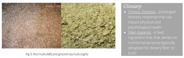 Welfare Aspects of Broiler Breeder Feeding Regimes - Image 7