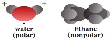 Fat Digestion and Absorption Analysis by Employing Different Kind of Emulsifiers in Broilers - Image 4