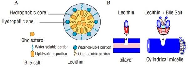 Fat Digestion and Absorption Analysis by Employing Different Kind of Emulsifiers in Broilers - Image 8