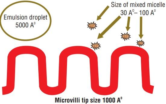 Fat Digestion and Absorption Analysis by Employing Different Kind of Emulsifiers in Broilers - Image 6