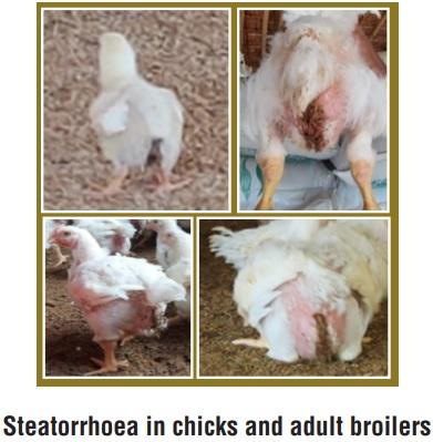 Fat Digestion and Absorption Analysis by Employing Different Kind of Emulsifiers in Broilers - Image 1
