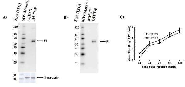 A Recombinant Turkey Herpesvirus Expressing the F Protein of Newcastle Disease Virus Genotype XII Generated by NHEJ-CRISPR/Cas9 and Cre-LoxP Systems Confers Protection against Genotype XII Challenge in Chickens - Image 4