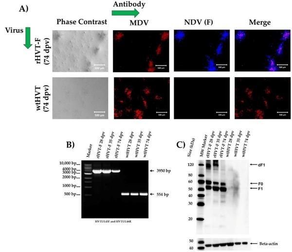 A Recombinant Turkey Herpesvirus Expressing the F Protein of Newcastle Disease Virus Genotype XII Generated by NHEJ-CRISPR/Cas9 and Cre-LoxP Systems Confers Protection against Genotype XII Challenge in Chickens - Image 8