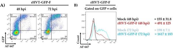 A Recombinant Turkey Herpesvirus Expressing the F Protein of Newcastle Disease Virus Genotype XII Generated by NHEJ-CRISPR/Cas9 and Cre-LoxP Systems Confers Protection against Genotype XII Challenge in Chickens - Image 3