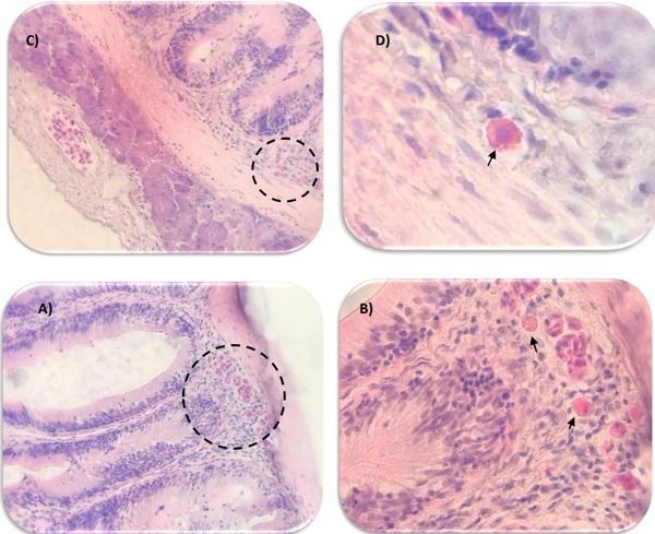 Carvacrol, Thymol and Allicin (Coxsan®) Evaluation in Tilapia (Oreochromis Sp.) - Image 4