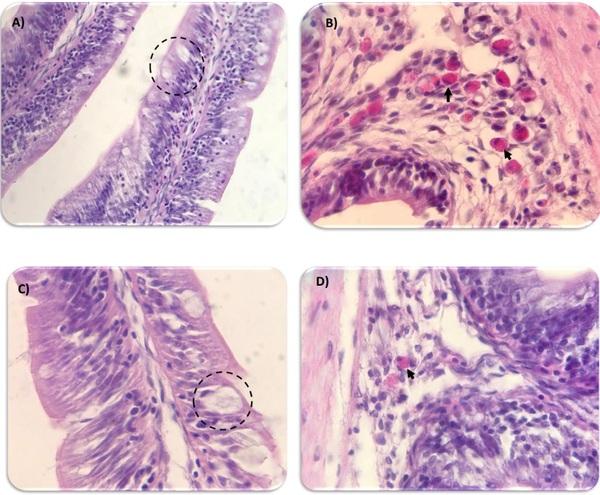 Carvacrol, Thymol and Allicin (Coxsan®) Evaluation in Tilapia (Oreochromis Sp.) - Image 2