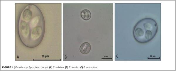 Overview of Poultry Eimeria Life Cycle and Host-Parasite Interactions - Image 2