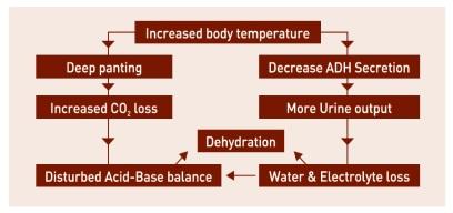 Block the Summer Shock by Nutritional Intervention - Image 4