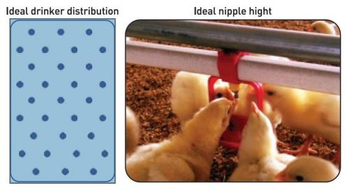 Block the Summer Shock by Nutritional Intervention - Image 8