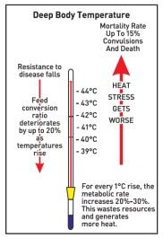 Block the Summer Shock by Nutritional Intervention - Image 6