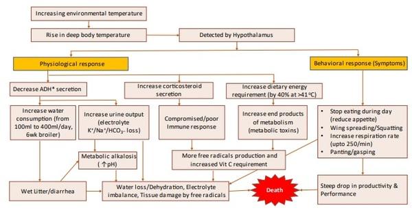 Block the Summer Shock by Nutritional Intervention - Image 2