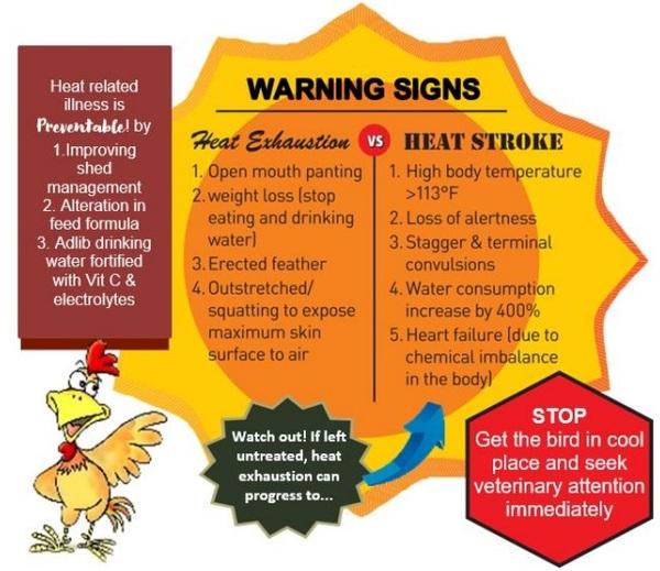 Block the Summer Shock by Nutritional Intervention - Image 1