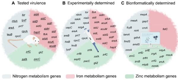 Nitrogen, Iron, and Zinc Acquisition: Key Nutrients to Aspergillus fumigatus Virulence - Image 3